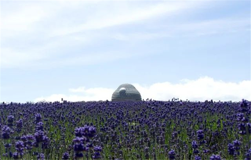佛大頭